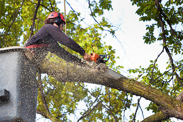 The Steps Involved in Our Tree Care Process in Deforest, WI